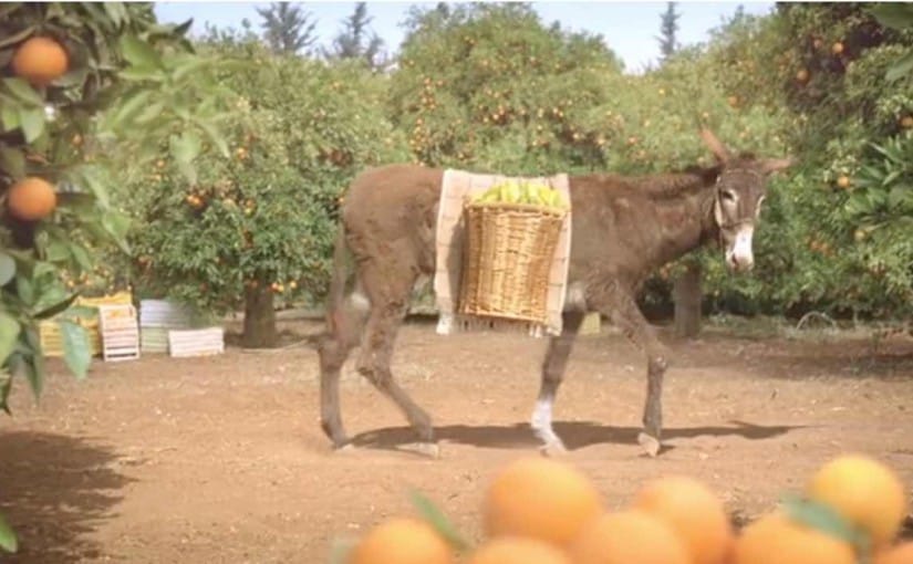 Appelsientje